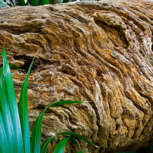 Textured old withering log with a fern
