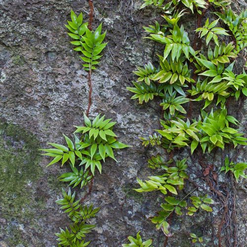 Ferns growing on a rock on Lord Howe Island